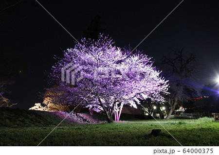 信玄堤 桜満開 ライトアップ 武田信玄 山梨県 甲斐市 竜王の写真素材