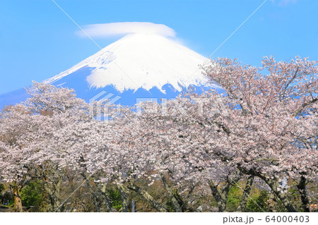 【静岡県】珍しい笠雲の富士山と満開の桜 【静岡県】珍しい笠雲の富士山と満開の桜 64000403