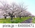 桜道 64000471
