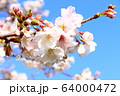 桜 64000472