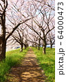 桜道 64000473