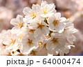 桜 64000474