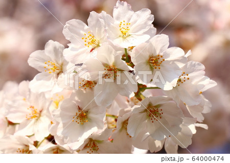 桜 64000474