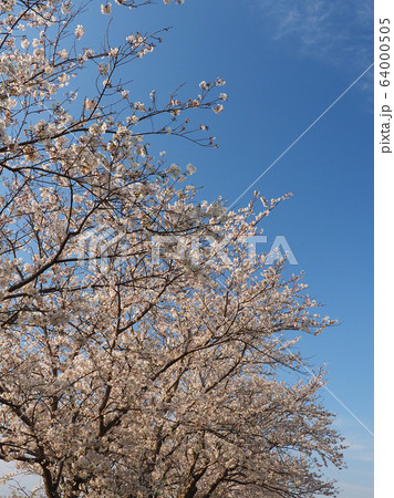 春イメージ（桜の花） 64000505