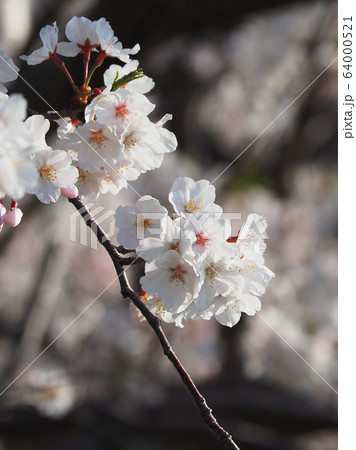 春イメージ（桜の花） 64000521