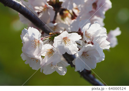 春イメージ(桜の花) 春イメージ(桜の花) 64000524