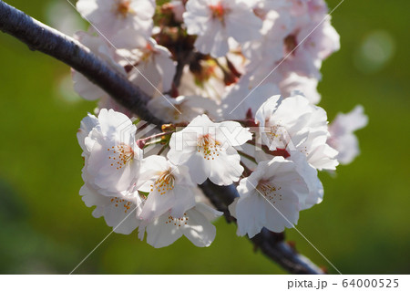 春イメージ(桜の花) 春イメージ(桜の花) 64000525