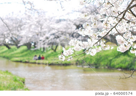 玉湯川の桜 64000574