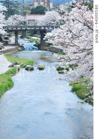 玉湯川の桜 64000580