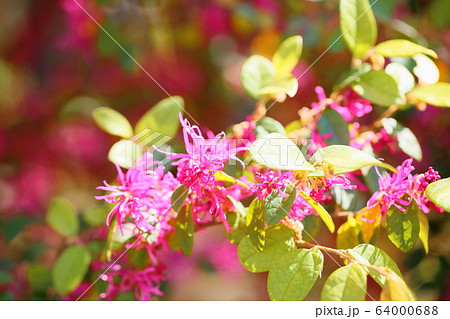アカバナトキワマンサクの花の写真素材