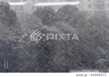 雪にけぶる林 64000975