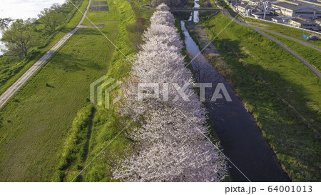 京都の桜並木 京都の桜並木 64001013