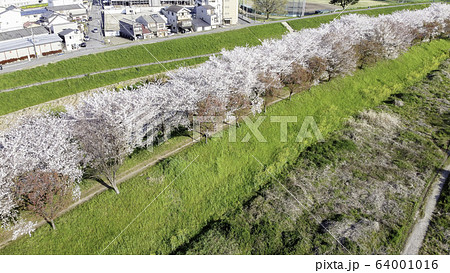 京都の桜並木 64001016