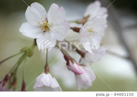 うす桃色の蕾 64001150