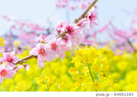 桃の花 桃畑 菜の花 菜の花畑 桃の花 桃畑 菜の花 菜の花畑 64001165