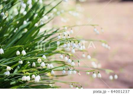 スノーフレークの花 64001237