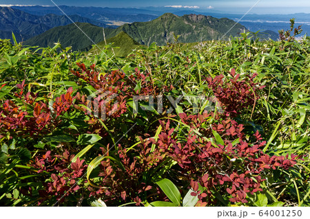 越後駒ヶ岳の紅葉と八海山の眺め 64001250