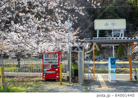 富士急行線 満開の桜と寿駅 富士急行線 満開の桜と寿駅 64001440