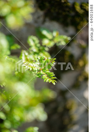 山椒の葉 64001688
