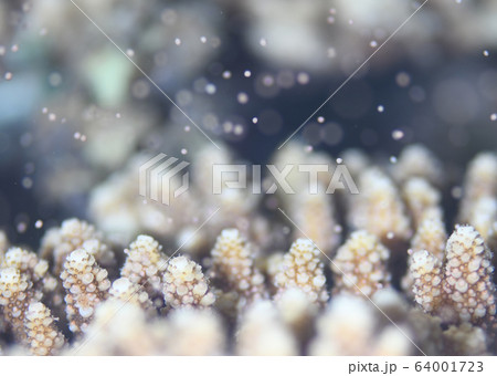 珊瑚の産卵の写真素材