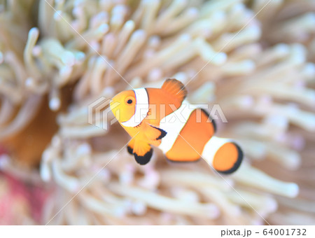 飛び出したクマノミの写真素材