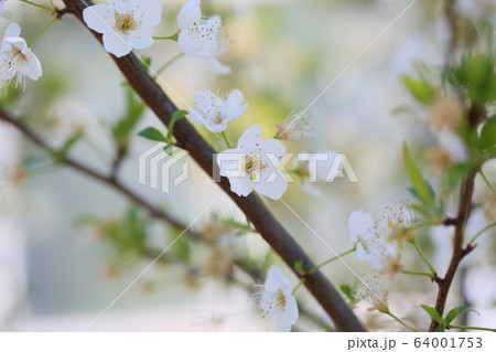 バイオチェリーの花 バイオチェリーの花 64001753