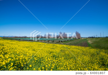 荒川堤 満開の菜の花 吉見総合運動公園付近 埼玉県吉見町 荒川堤 満開の菜の花 吉見総合運動公園付近 埼玉県吉見町 64001807