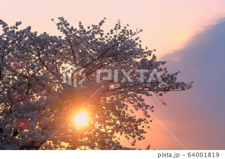 桜　さくら　サクラ　満開　花　春　夕刻　夕方　太陽　日没　落陽　赤　オレンジ　風景　夕日　夕陽　京都 64001819