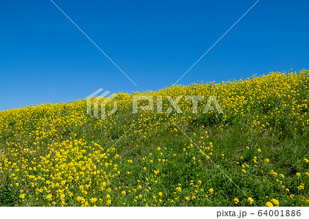 荒川堤　満開の菜の花 　吉見総合運動公園付近　埼玉県吉見町　　 64001886