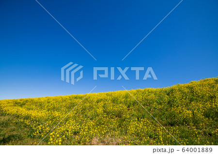 荒川堤　満開の菜の花 　吉見総合運動公園付近　埼玉県吉見町　　 64001889