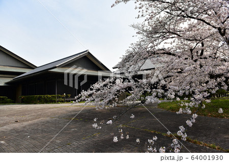 春の名古屋城 64001930