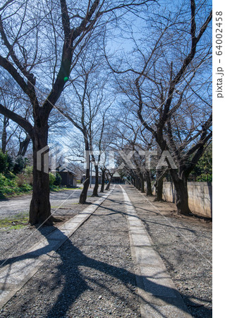 勝願寺 参道 埼玉県鴻巣市 勝願寺 参道 埼玉県鴻巣市 64002458