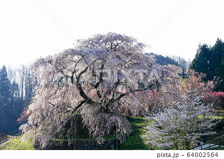 又兵衛桜 又兵衛桜 64002564