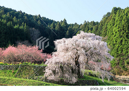 又兵衛桜 又兵衛桜 64002594