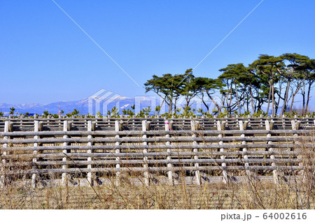 仙台市　海岸防災林の再生 64002616