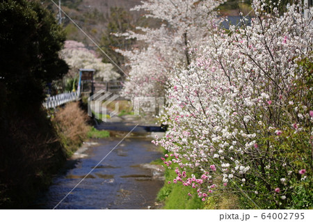 箱根の桜の風景 箱根の桜の風景 64002795