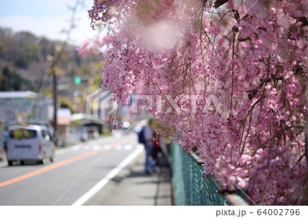 箱根の桜の風景 箱根の桜の風景 64002796