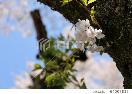 箱根の桜の風景 箱根の桜の風景 64002832