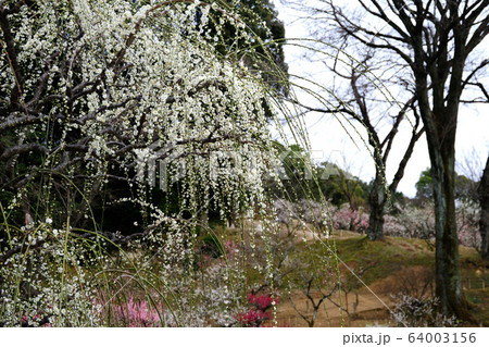 岩津天満宮の梅 64003156