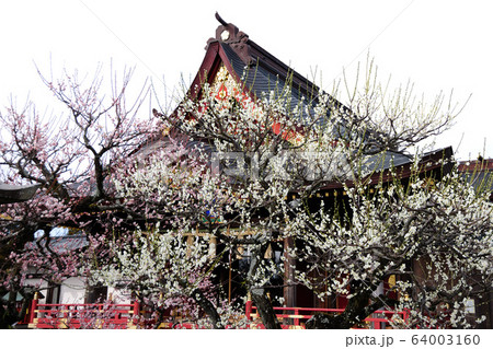 岩津天満宮の梅 64003160