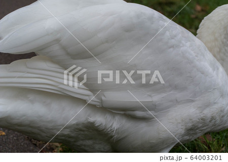 英国 白鳥 羽毛 英国 白鳥 羽毛 64003201