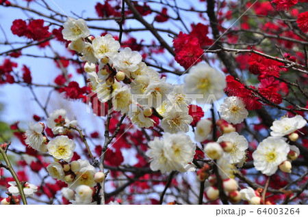 仙台市　勾当台公園の白梅と紅梅 64003264