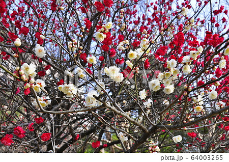 仙台市 勾当台公園の白梅と紅梅 仙台市 勾当台公園の白梅と紅梅 64003265