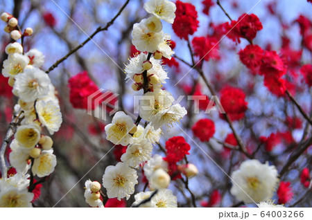 仙台市　勾当台公園の白梅と紅梅 64003266