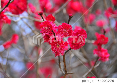 仙台市　勾当台公園の紅梅 64003276