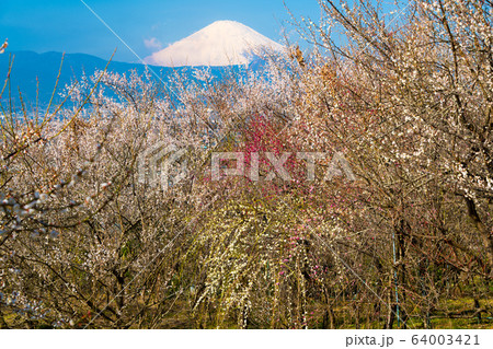 梅林と富士山 梅林と富士山 64003421