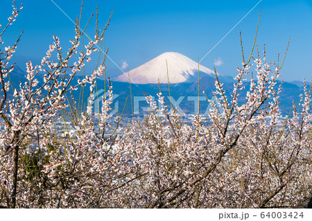 梅林と富士山 梅林と富士山 64003424