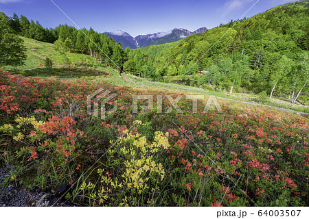 レンゲツツジ咲く宮田高原と中央アルプス 64003507