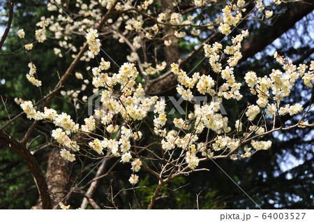 仙台市 錦町公園の白梅 仙台市 錦町公園の白梅 64003527