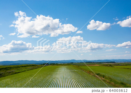 田植えが終わった水田と青空 64003612